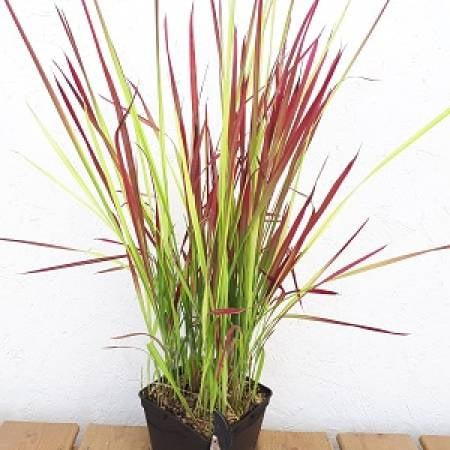 Imperata Red Baron C3 [1]