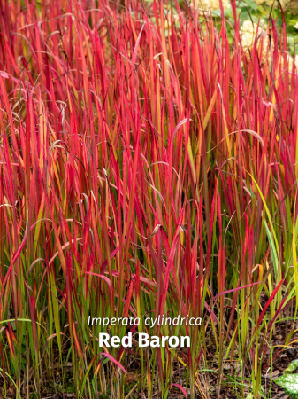 Ierburi - Imperata Red Baron C3