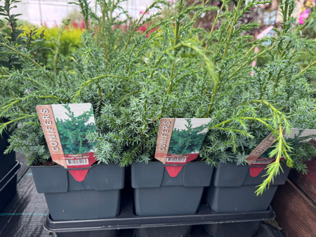 Juniperus chinensis ‘Blue Alps’ [3]