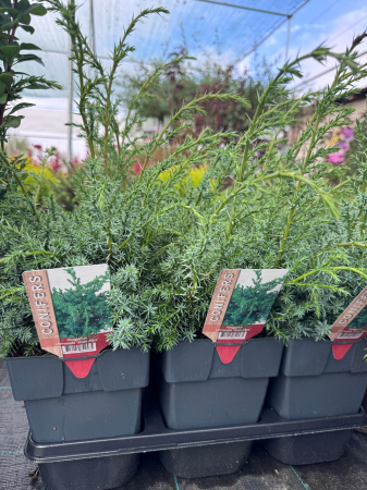 Juniperus chinensis ‘Blue Alps’ [1]