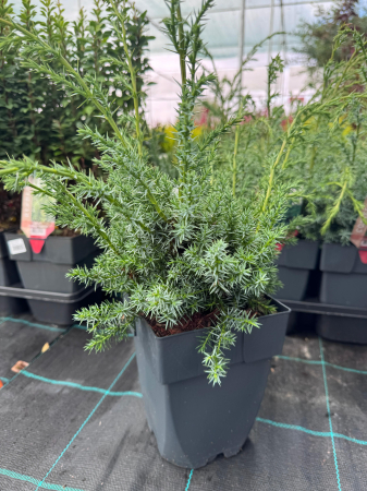 Arbori și arbuști - Juniperus chinensis ‘Blue Alps’