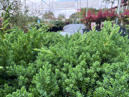 Juniperus procumbens ‘Nana’ [1]