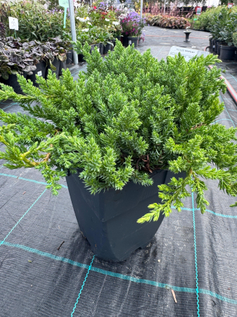 Plante Perene - Juniperus procumbens ‘Nana’