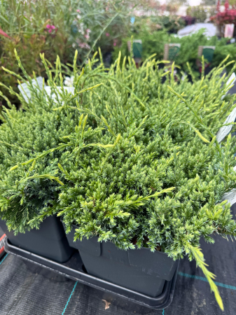 Juniperus squamata ‘Holger’ [2]