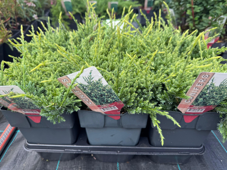 Juniperus squamata ‘Holger’ [1]