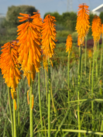 Plante decorative prin floare - Kniphofia Mango Popsicle
