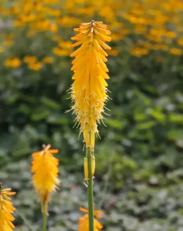 Kniphofia Mango Popsicle [1]