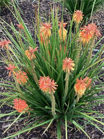 Kniphofia Rocket Jr. [1]