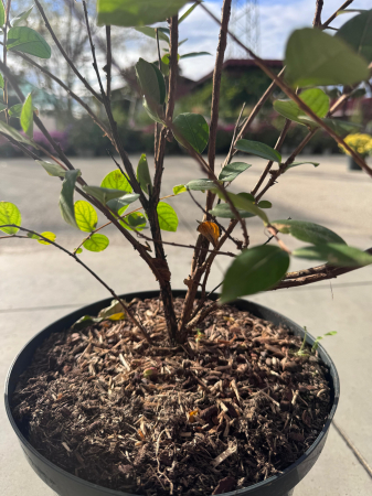 Lagerstroemia indica ‘With Love’ – arbust ornamental cu flori roz [2]