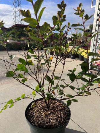 Plante Perene - Lagerstroemia indica ‘With Love’ – arbust ornamental cu flori roz