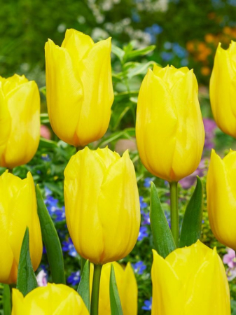 Bulbi - Bulb Lalea Strong Gold 12+