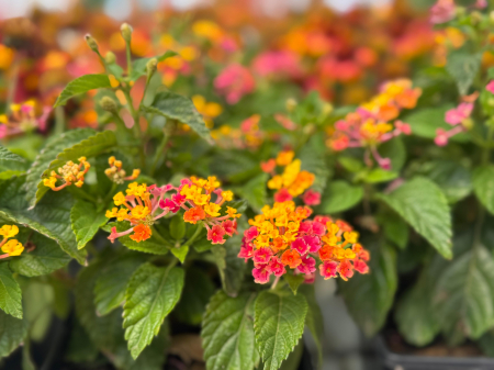 Lantana Calippo Big Grapefruit [1]