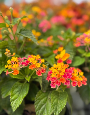 Plante decorative prin floare - Lantana Calippo Big Grapefruit