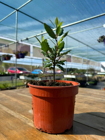 Dafin (Laurus), ghiveci C2 – arbust aromatic [1]