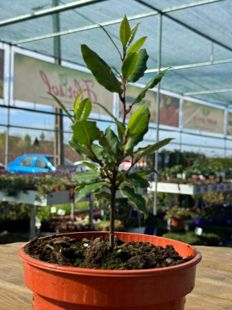 Dafin (Laurus), ghiveci C2 – arbust aromatic