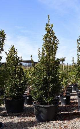 Arbori și arbuști - Laurus nobilis Piramidă – 190 cm