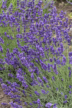 Lavanda – 15 cm [3]