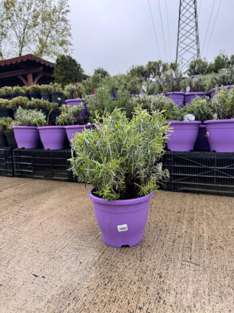 Lavanda – C23 [1]