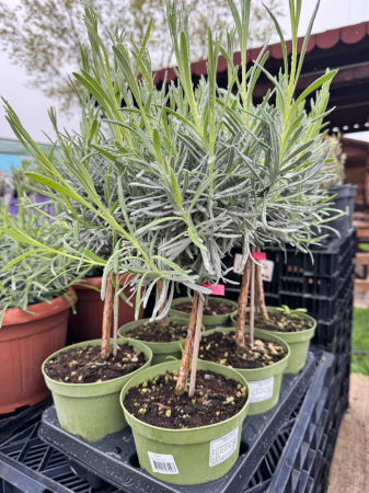 Lavandula angustifolia în ghiveci de 14 cm