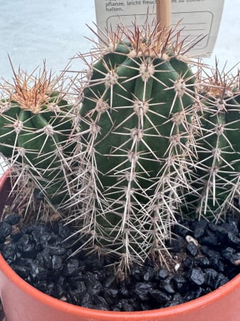 led planter zink cactusvorm met cactuss [7]