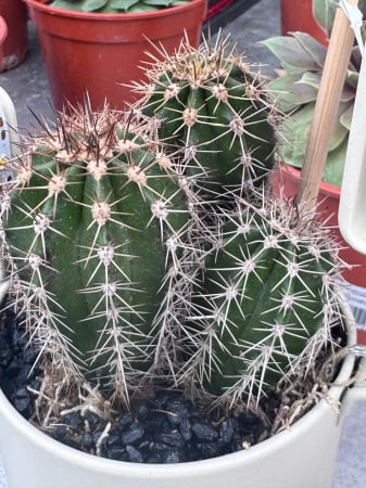 led planter zink cactusvorm met cactuss [3]