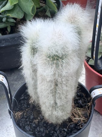 led planter zink cactusvorm met cactuss [1]