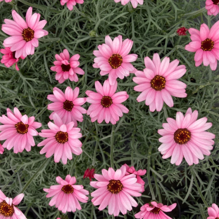 Plante Perene - Leucanthemum 'African Rose' C3, margaretă perenă