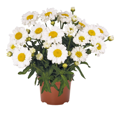 Leucanthemum Sweet Daisy Jane [1]