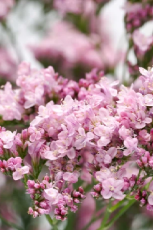 Plante Perene - Limonium ‘Florida Pink’