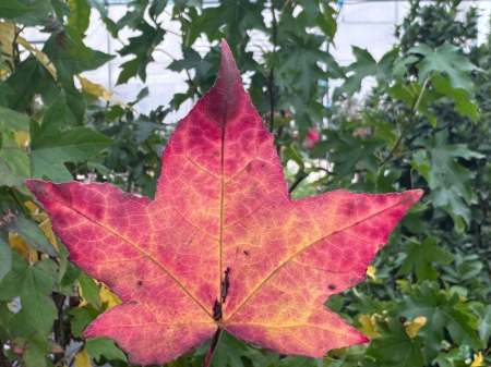 Liquidambar styraciflua [5]