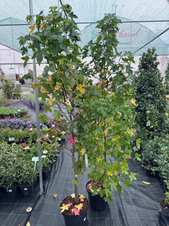 Liquidambar styraciflua