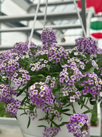 Plante Anuale - Lobularia Stream Lavender, ghiveci C4