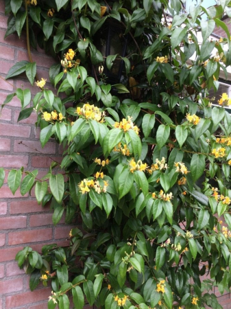 Lonicera henryi, caprifoi cățărător veșnic verde [1]