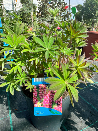 Plante Perene - Lupinus Lupini 'Mix’