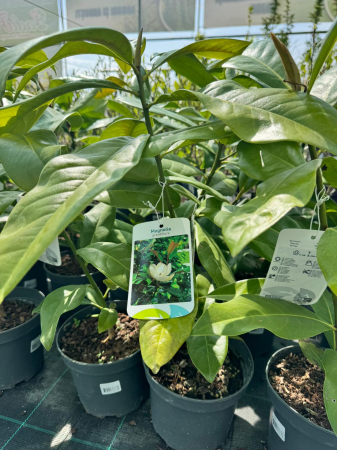 Arbori și arbuști - Magnolia grandiflora 60cm