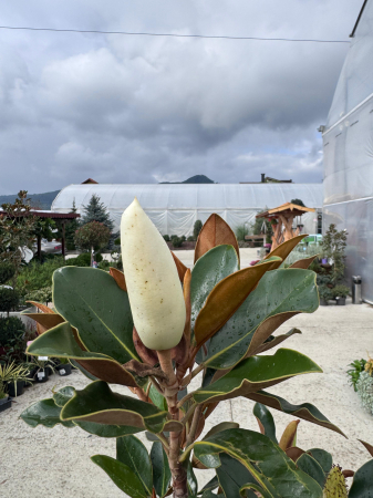 Magnolia grandiflora ‘Little Gem’ [2]