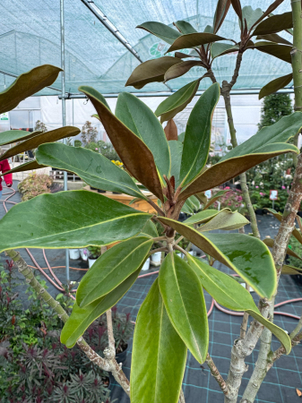 Magnolia grandiflora T1/2 [1]
