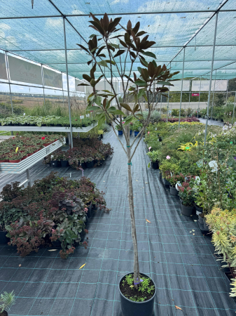 Arbori și arbuști - Magnolia grandiflora T1/2