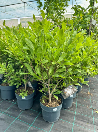 Arbori și arbuști - Magnolia stellata C3