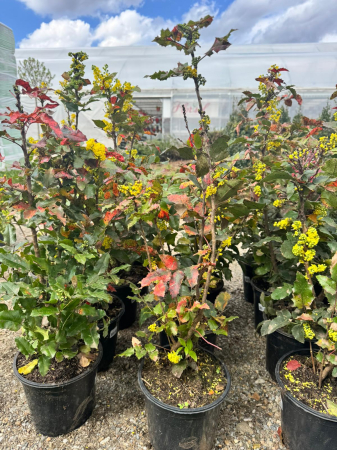 Mahonia aquifolium, ghiveci C3 [0]