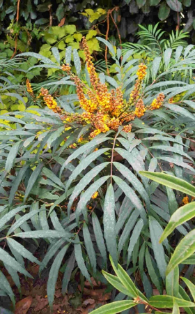 Plante decorative prin floare - Mahonia ‘Volcano’