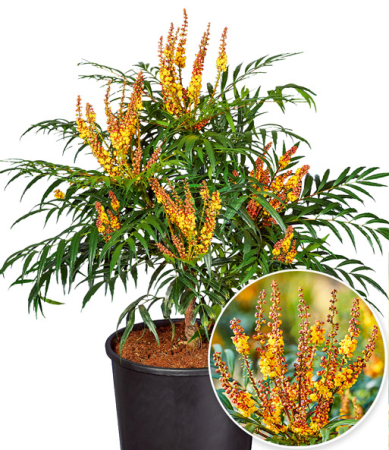 Mahonia ‘Volcano’ [1]
