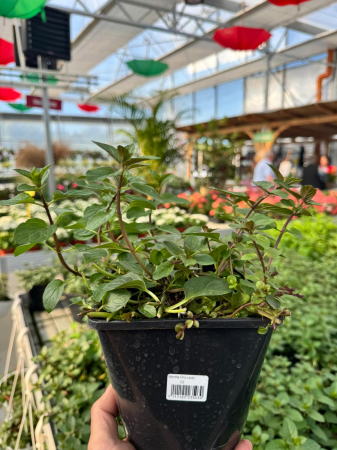 Menta ‘Chocolate’ C2