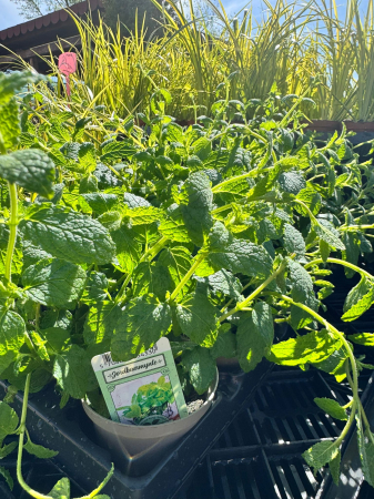 Mentha aquatica [2]