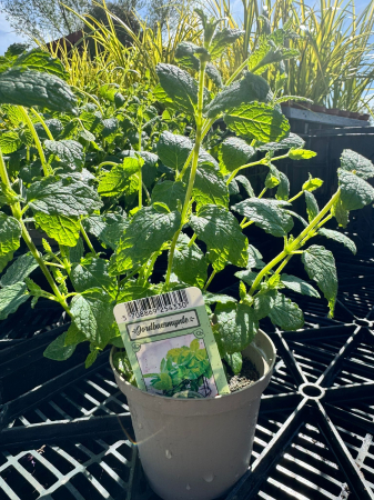 Plante Perene - Mentha aquatica