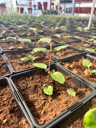 Plante aromatice - Menta ‘Chocolate’ C2