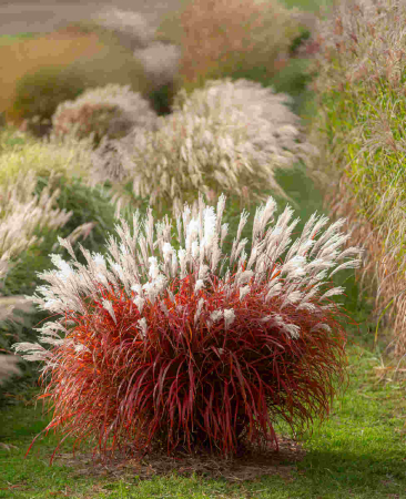 Plante Perene - Miscanthus 'Lady in Red' C1.5, iarbă ornamentală spectaculoasă