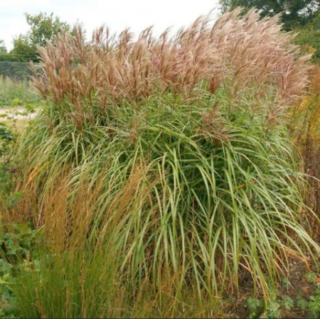 Miscanthus Malepartus C2 [1]