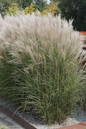 Plante decorative prin frunze - Miscanthus Silberspinne C2