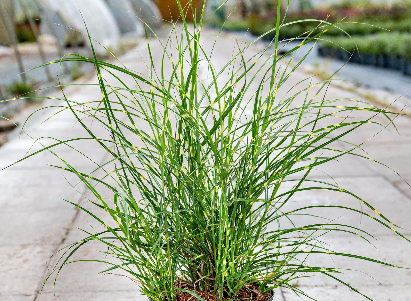 Miscanthus Strictus Dwarf C3 [2]